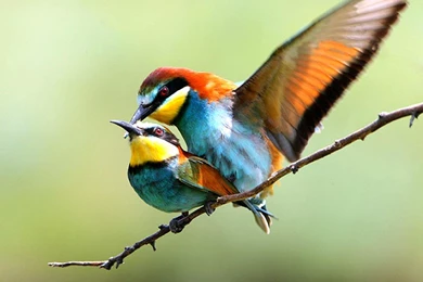 Beautiful Wallpapers Of Love Birds