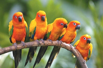 Wallpapers: Love Birds Wallpapers