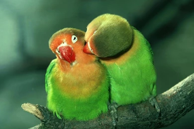 Wallpapers Lovebirds Best Website With Large 1920x1080