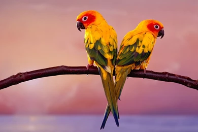 Love Birds Parrot Pair Desktop Wallpapers