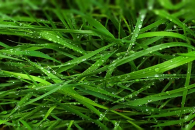 High Resolution Wallpapers