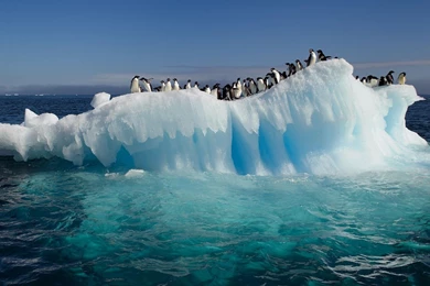 Ice Penguins Arctic Wallpapers