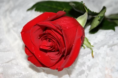 Flowers Rose Water Drops Wallpapers