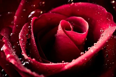 1920x1200 Red Rose Water Drops Wallpapers