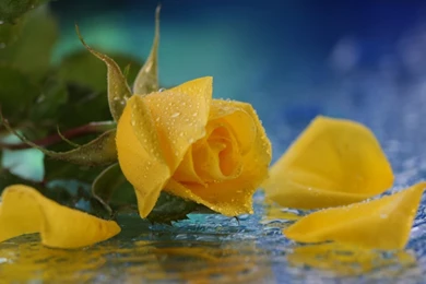 Mystery Wallpapers Yellow Roses Water Drops