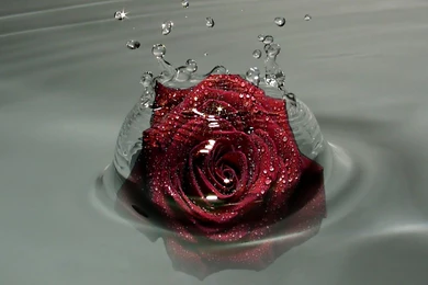 Red Rose In Water, Droplets, 2560x1440 HD Wallpapers And FREE Stock ...