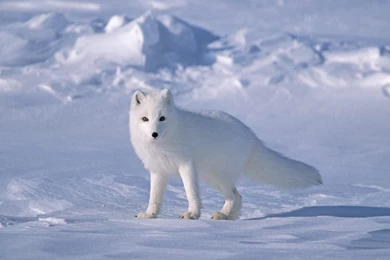 Free Arctic Fox Wallpapers   HD Wallpapers
