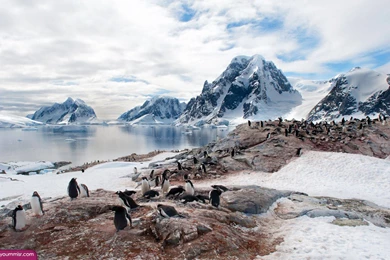 Pins For: Arctic Wallpapers Penguin From Pinterest