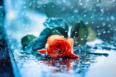 Water Drops Red Red Rose Wet Rose Rose Beauty Beautiful Rose ...