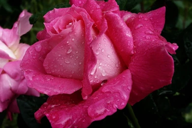 Rose With Water Drops HD Wallpapers