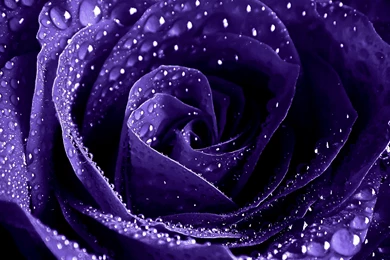 ENCHANTMENT PURPLE ROSE WITH WATER DROPLETS WALLPAPER   (