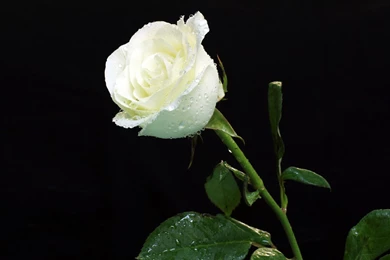 White Rose With Water Drops Wallpapers