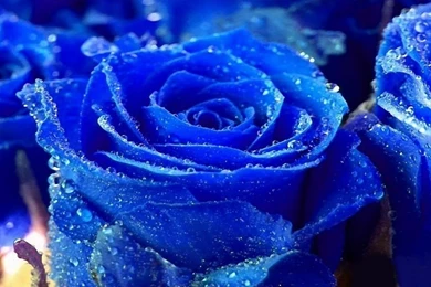Rose Water Drops Blue Colour Pictures Beautiful Flower Rose ...