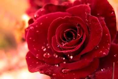 Roses Water Drops Wallpapers