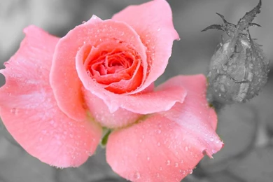 Flowers Rose Flower Dew Water Drops Hd Wallpapers   (