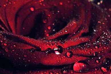 Rose With Water Drops Wallpapers