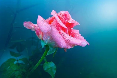 One Pink Rose Flower, Water Drops Wallpaper,One HD Wallpaper,Pink ...