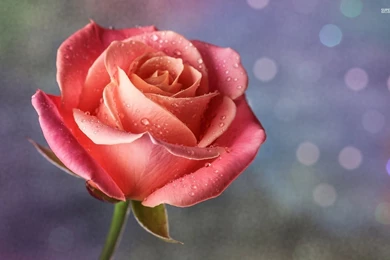 White Rose With Water Drops Wallpapers