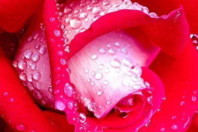 Rose Computer Wallpapers, Desktop Backgrounds