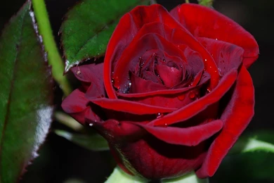 Flowers Rose Water Drops Red Wallpapers