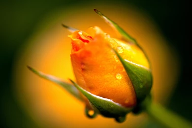 Download Wallpapers 3840x2400 Yellow, Rose, Bud, Macro, Drops ...