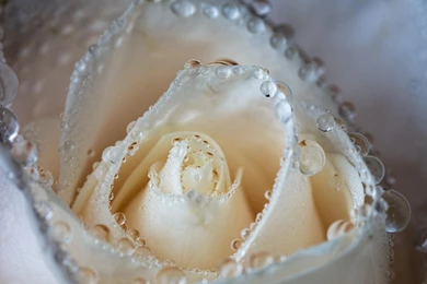 Wallpapers White Rose, Water Drops, Macro, Waves HD Backgrounds