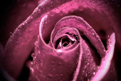 Purple, Pink Rose Water Drops New Hd Wallpapers