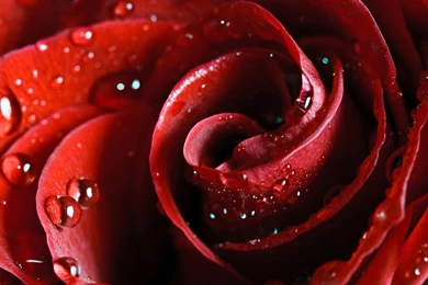 Wallpapers For The Computer – Beautiful Scarlet Rose With ...