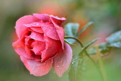 Single Red Rose Flower, Water Drops Wallpaper,Single HD Wallpapers ...