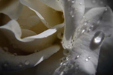 White Rose With Water Drops HD Desktop Wallpapers : High Definition ...