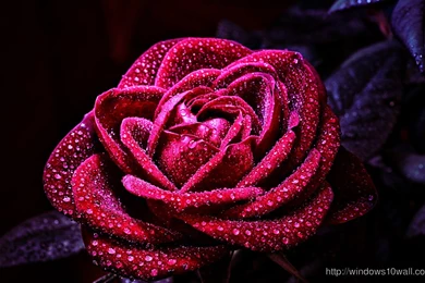 Water Drops – Windows 10 Wallpapers