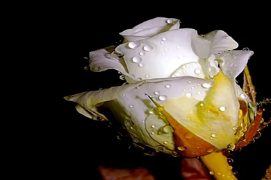 White Rose In A Drop Of Water Wallpapers And Images   Wallpapers ...