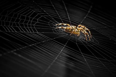Other: Spider Black Insect Autumn Halloween Golden Web Insecte ...