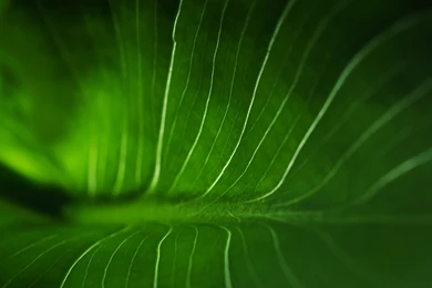 Wallpaper, Crunchbang, Linux, Another, Bliss, Windows (