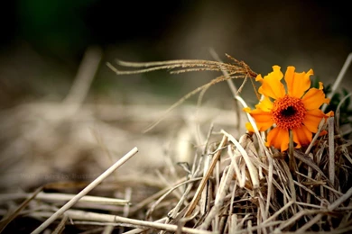 Beautiful Photography Wallpapers   Wallpapers Zone