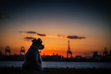 Dogs Sunset City Calm Quiet Sky Sea Rivers Nature Landscapes ...