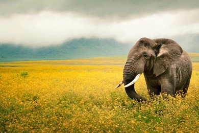 Elephant Wallpapers Of Cute Elephant Top 20 HD Wallpapers