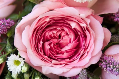 Free Floral Phone Wallpapers • Summer Collection • Capture By Lucy