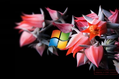 Wallpapers Download For Mobile Free Hd For Mobile Free Image Search ...