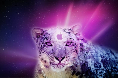 Leopard Backgrounds Mac, Wallpaper, Leopard Backgrounds Mac Hd ...