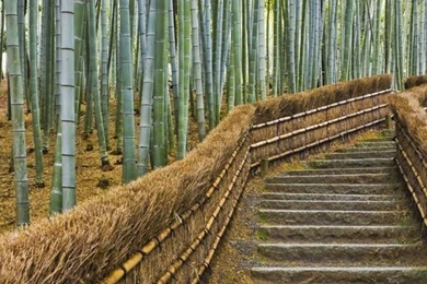 Download Tablet Wallpapers Amazon Kindle Fire Bamboo Forest Wallpapers