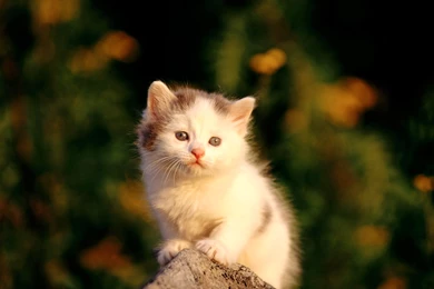 Cute Cat Images Gallery