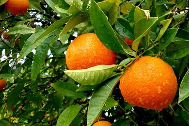 High Quality Images Hd Images 3 HD Wallpapers