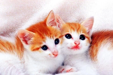 Cute Cats