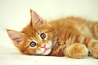 Download Wallpapers HD