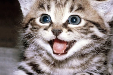 Cute Cats Wallpapers