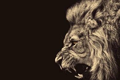 HTC Evo 4G Wallpapers Page 226: WINTER CHIKADEES Bird House Birds ...