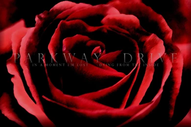 Music, Entertainment, Parkway, Drive, Savers, Wallpapers, Screen ...