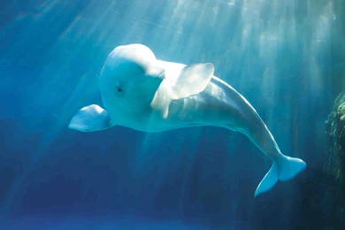 Beluga Whale Beautiful Wallpapers 12079   Amazing Wallpaperz