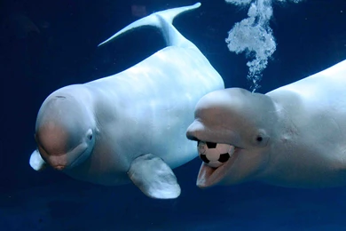 Beluga Whale Beautiful Wallpapers 12079   Amazing Wallpaperz